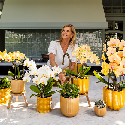 Sunny Bunny orchidee geel/roze + Retro oker sierpot