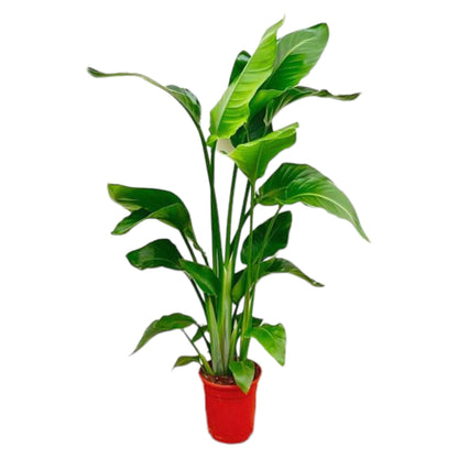 Strelitzia Nicolai ↕70-100 cm - ø17