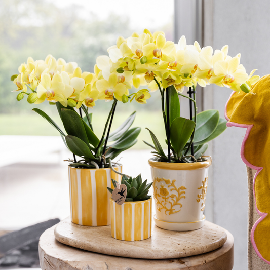 Gele Phalaenopsis orchidee - Albenga