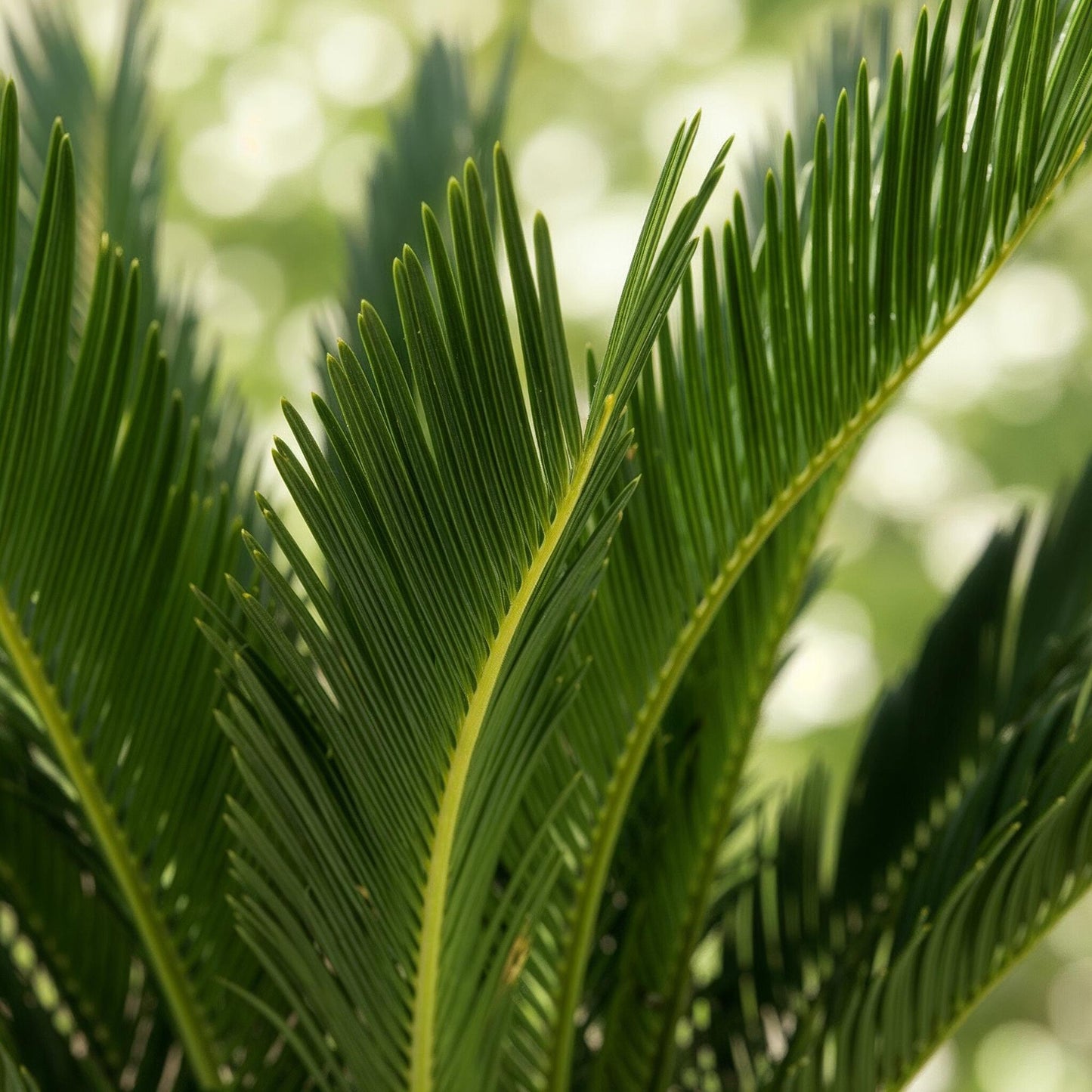 Cycas revoluta - Palmvaren ↕55-65cm - Ø17cm