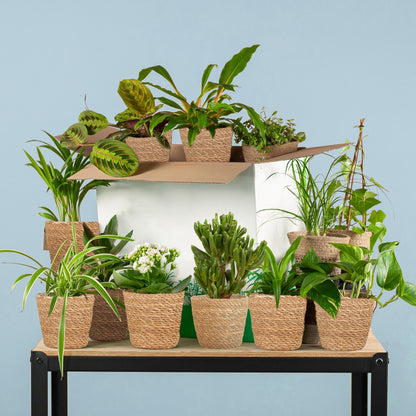 Groene Kneusjesbox (12 stuks) - incl. 12 x mand Sofia