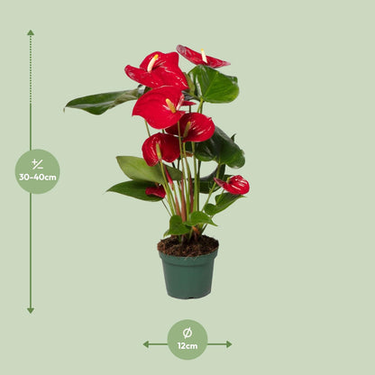 Anthurium Red