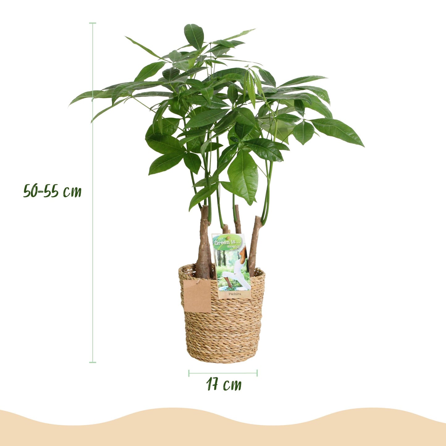 Pachira Aquatica multi stam + mand ↕50-55cm - Ø17cm