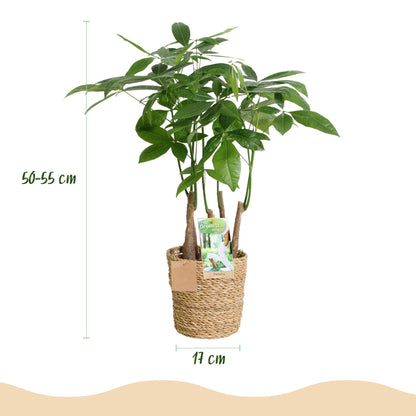 Pachira Aquatica multi stam + mand ↕50-55cm - Ø17cm