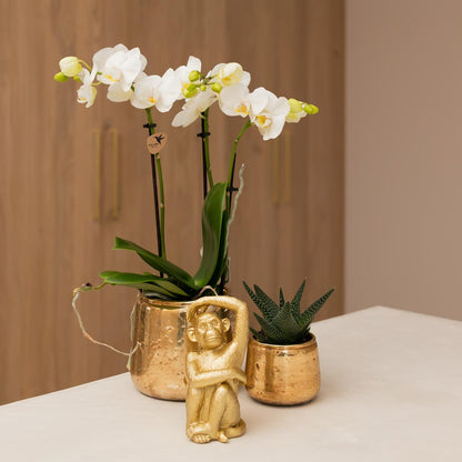 Witte orchidee – Amabilis + Luxury sierpot gold