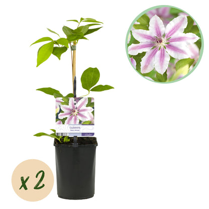 2 x - Clematis Nelly Moser - Bloem Roze