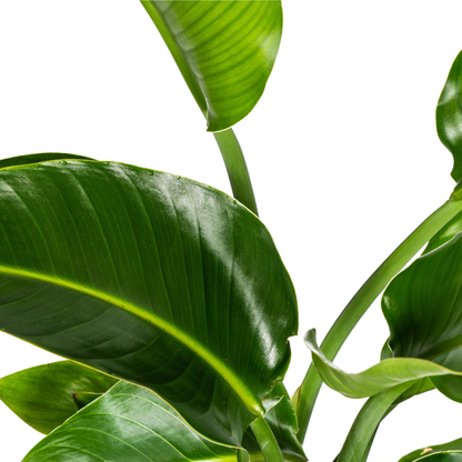 Strelitzia Nicolai met mand Ø21cm - ↕90 - 110cm