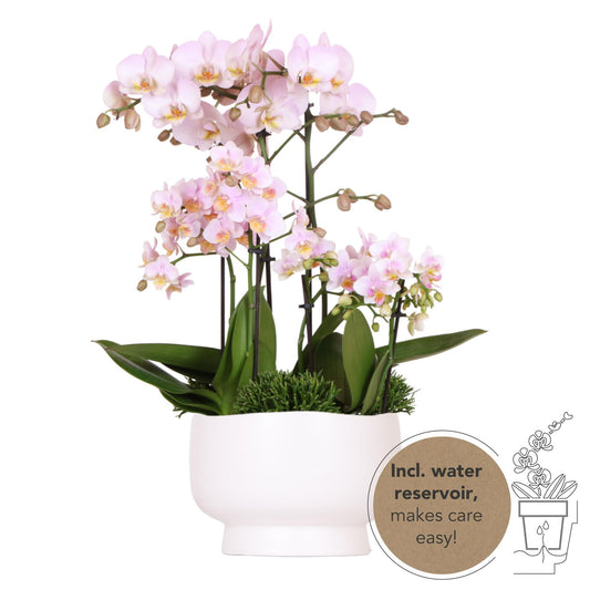 Roze plantenset in Scandic dish incl. waterreservoir