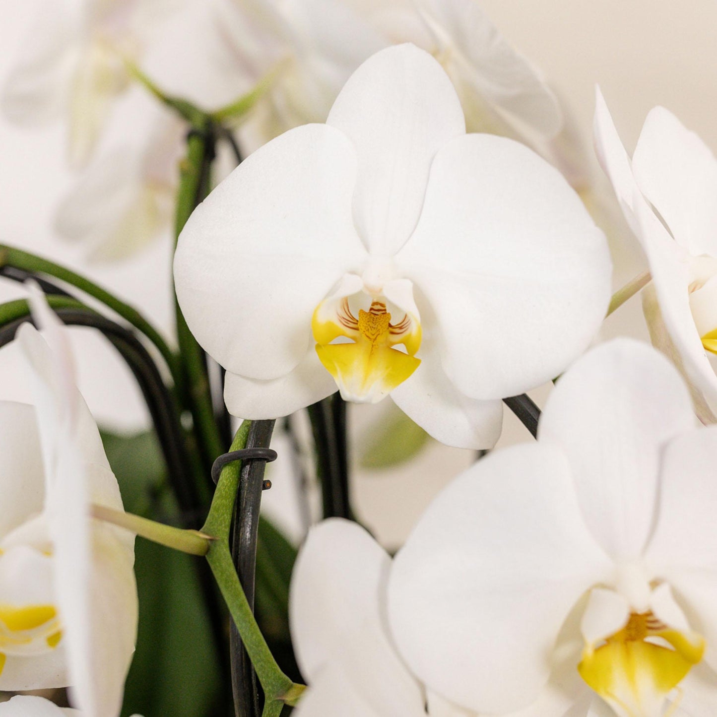 Witte orchideeënset in Reed Basket incl. waterreservoir