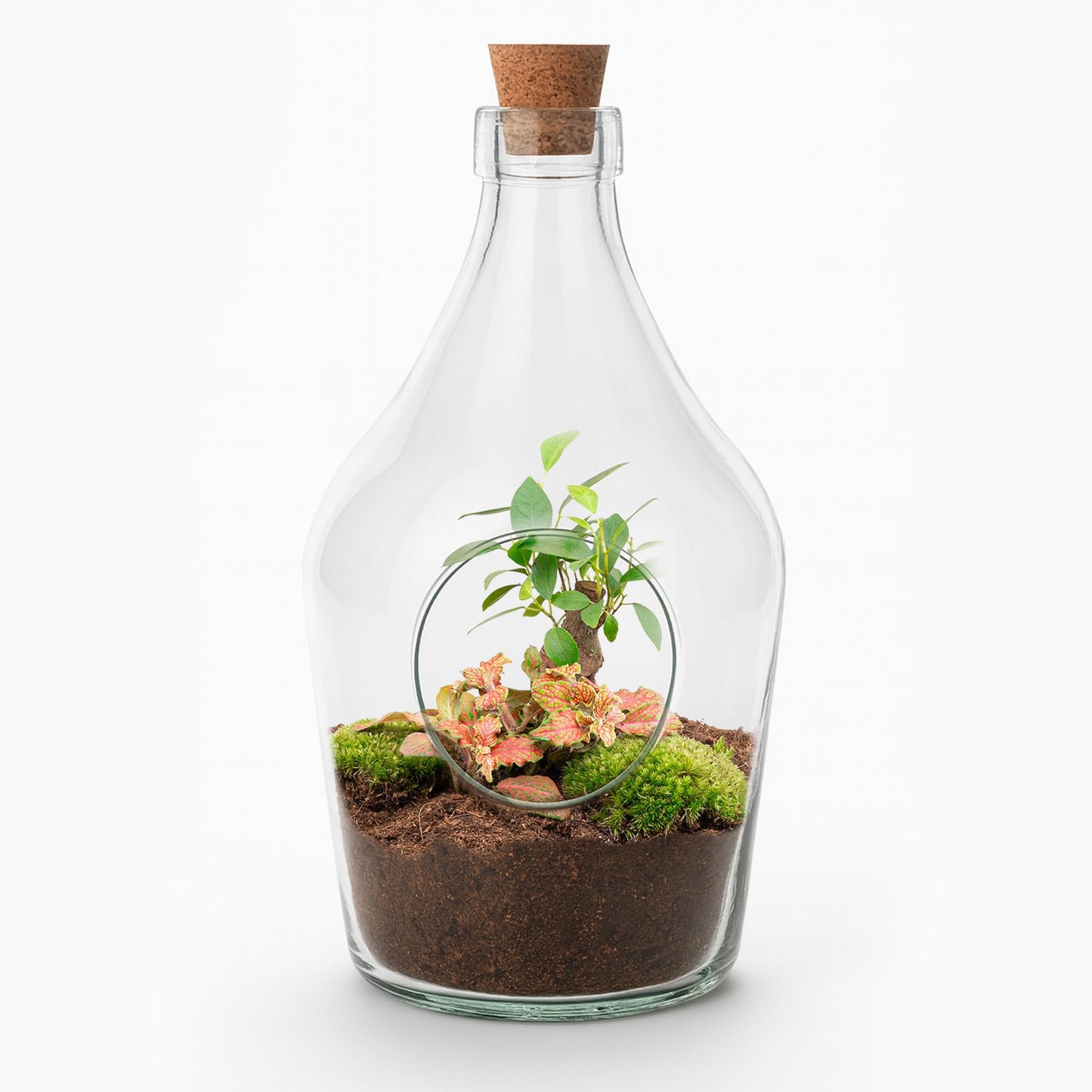 Open terrarium John - ↑ 30 cm
