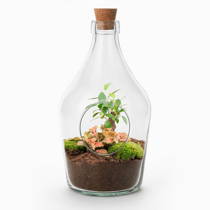 Open terrarium John - ↑ 30 cm