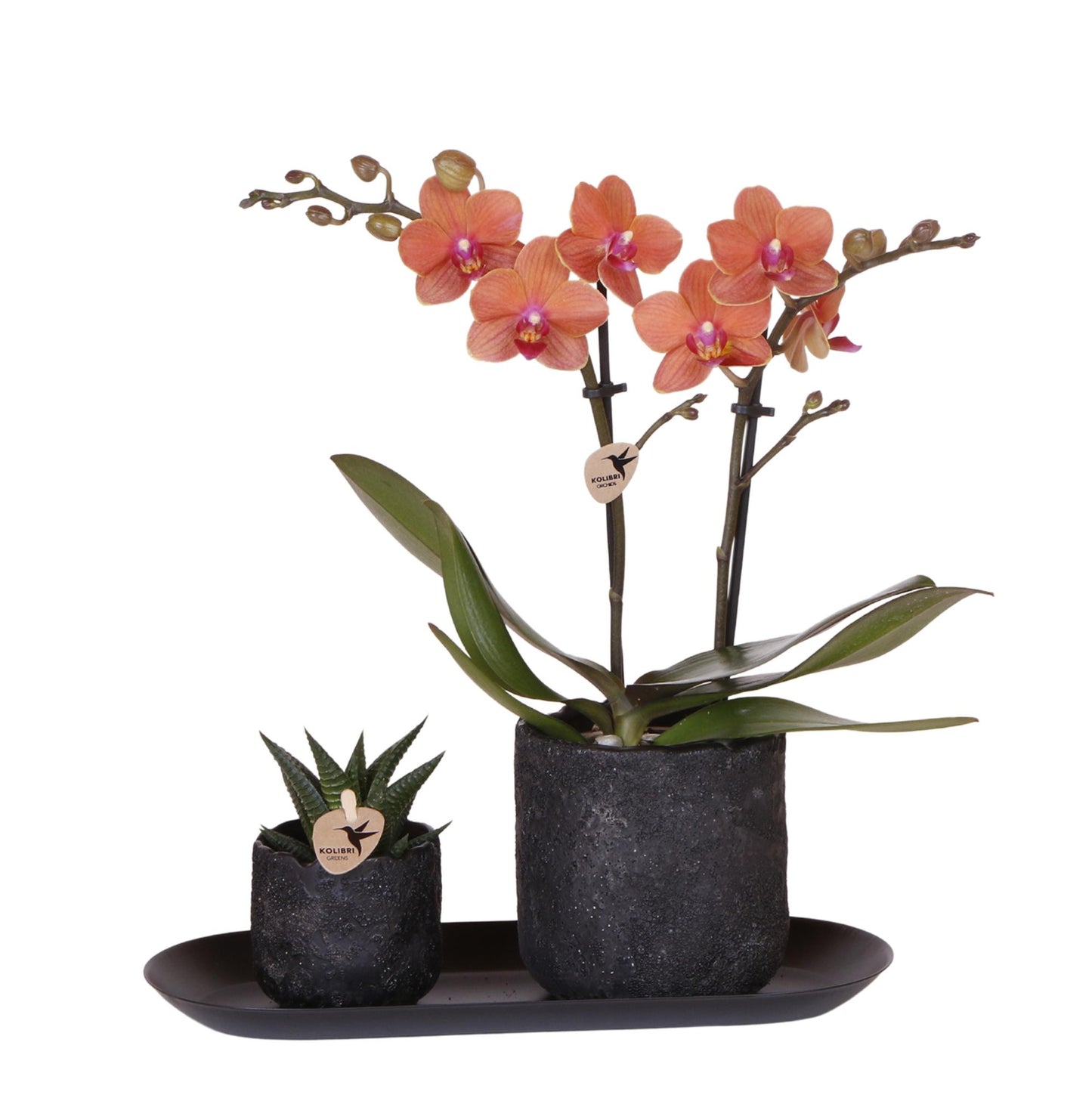 Plantenset Home Hub small