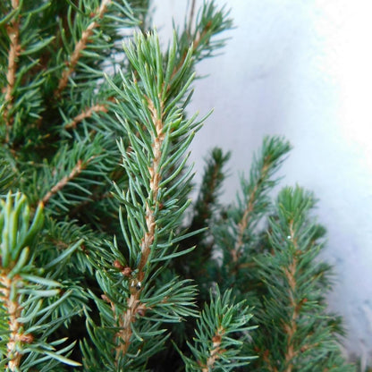 Kleine Kerstboom - Picea glauca Conica