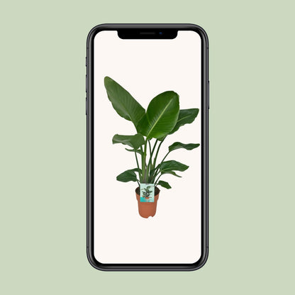 Strelitzia Nicolai - Paradijsvogelplant - Ø19cm - ↕90cm