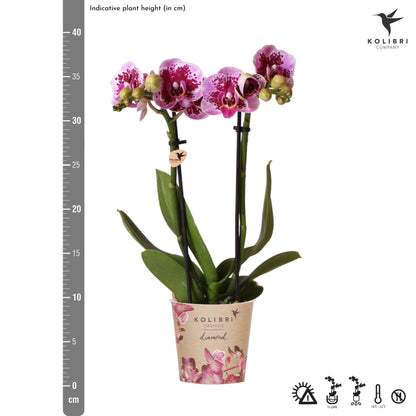 Roze paarse phalaenopsis orchidee - El Salvador