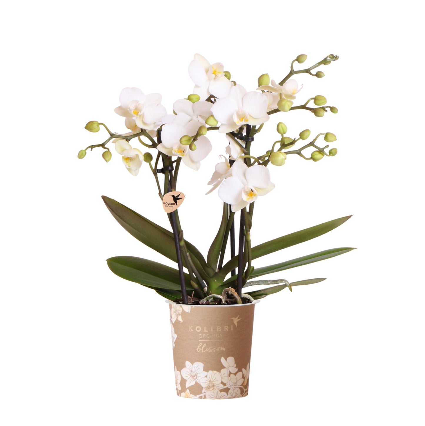 Witte phalaenopsis orchidee  | Zürich