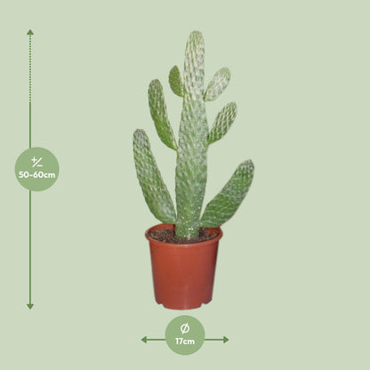 Opuntia Consolea ↕40cm - Ø17cm