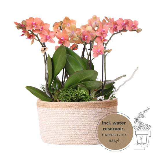 Oranje plantenset in Cotton Basket incl. waterreservoir