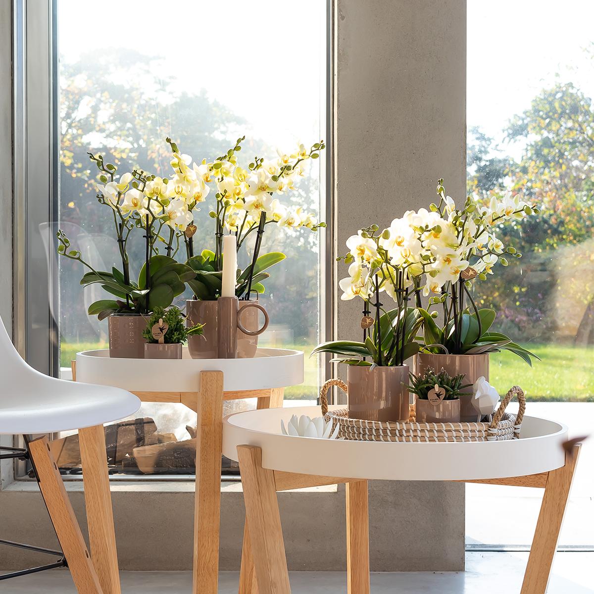 Witte phalaenopsis orchidee - Lausanne