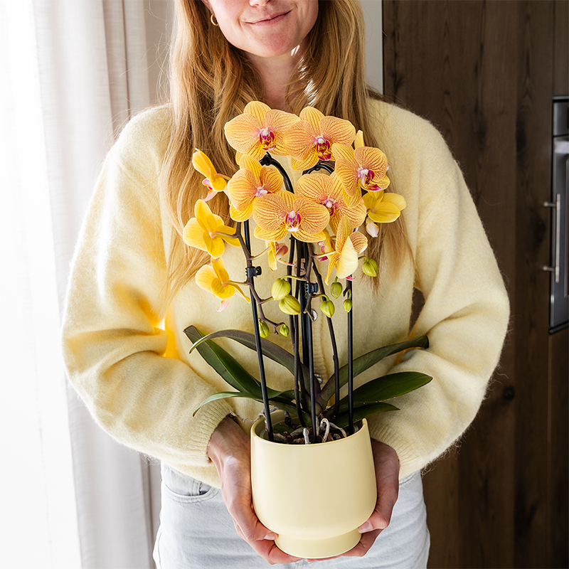 Oranje phalaenopsis orchidee | Sunny Bunny