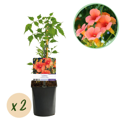 2 x - Campsis radicans Madame Galen - Oranje