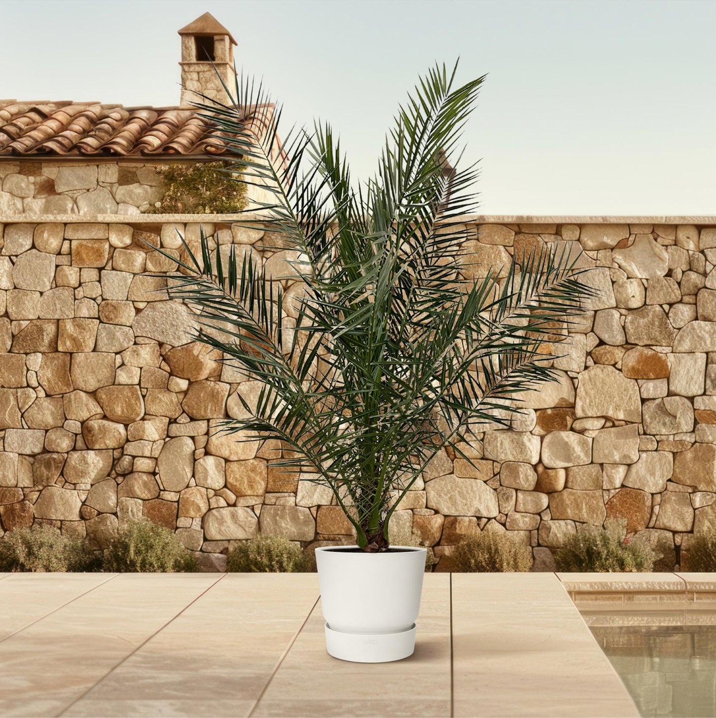 Phoenix Canariensis - 180 cm - Ø23cm