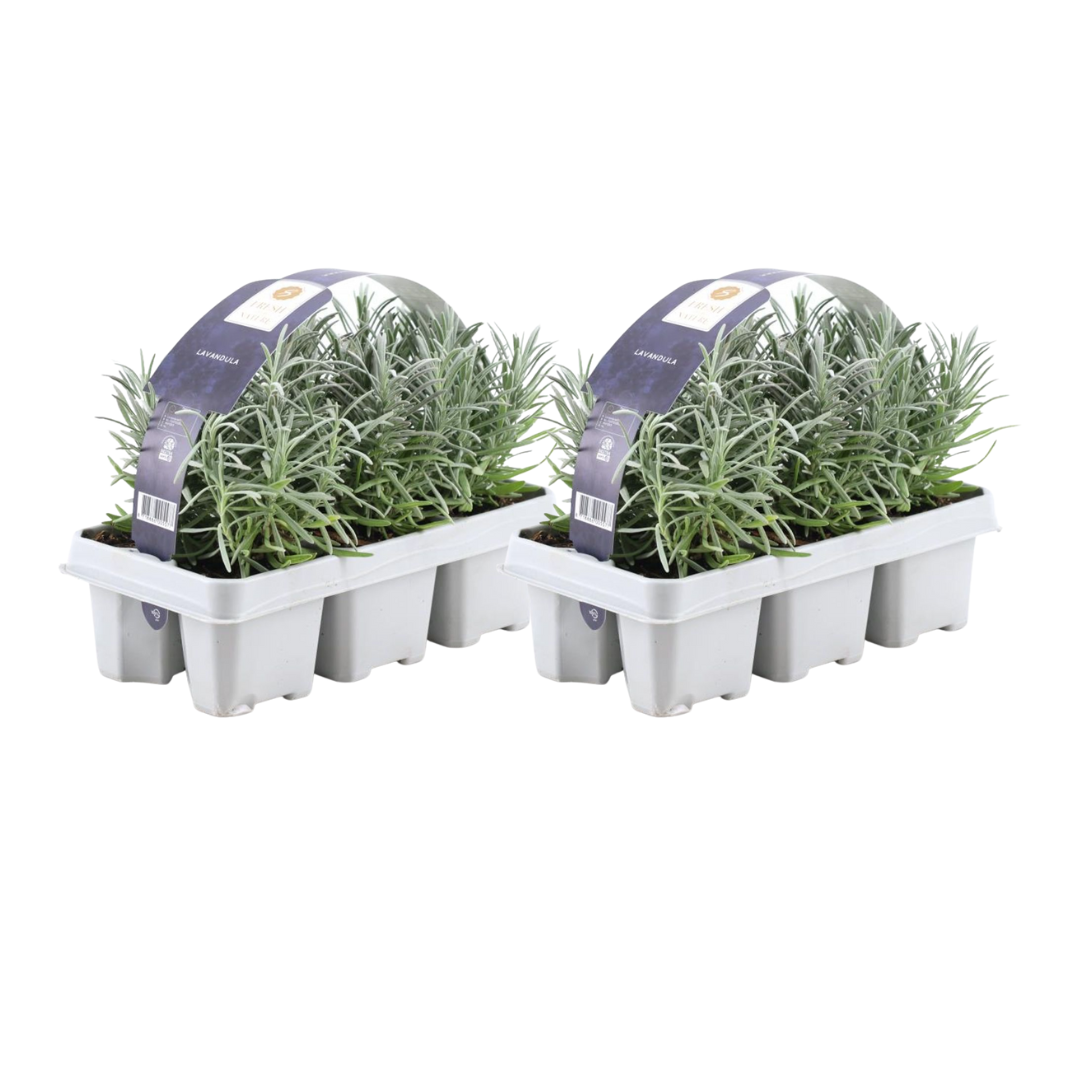 2 x 6 pack Lavendel angustifolia