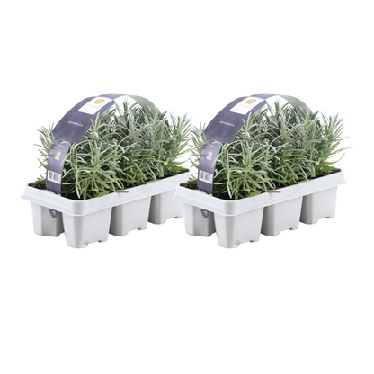 2 x 6 pack Lavendel angustifolia