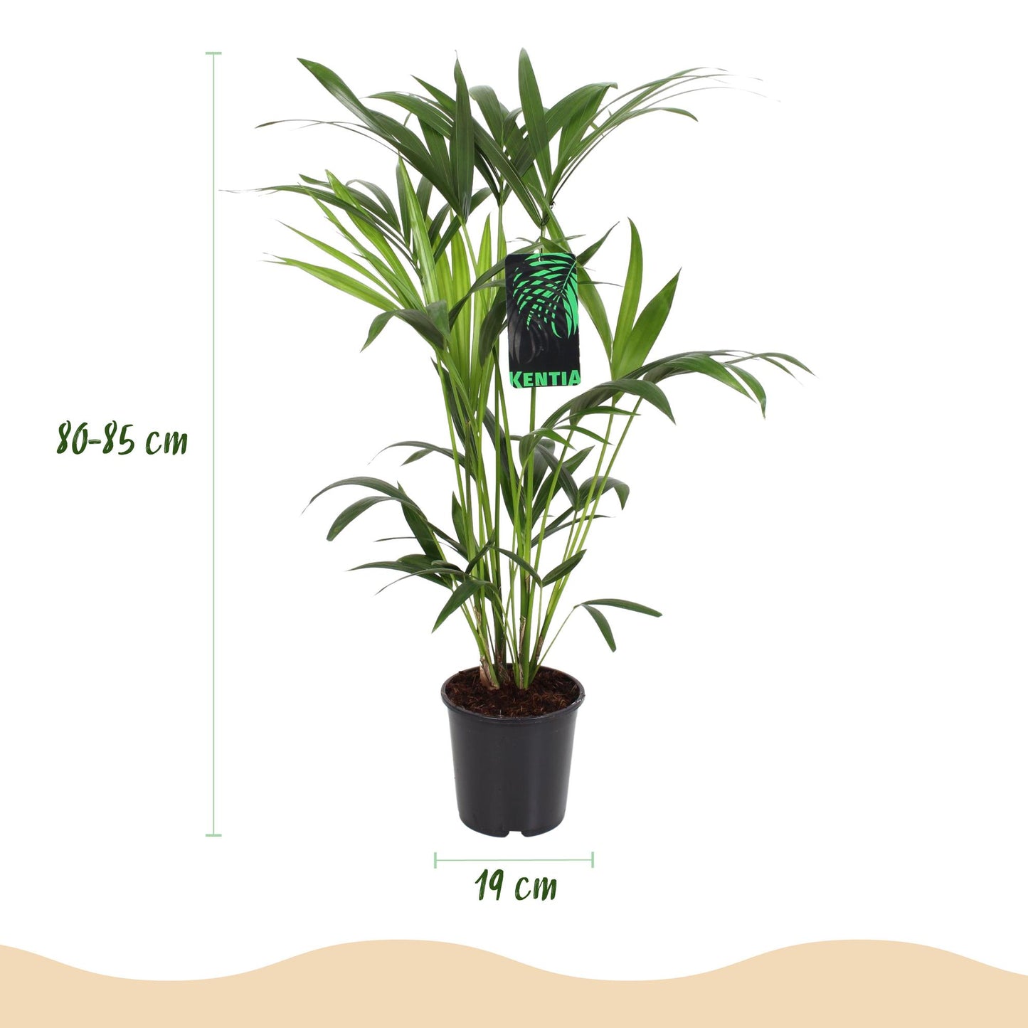 Howea Forsteriana Kentia Palm + mand