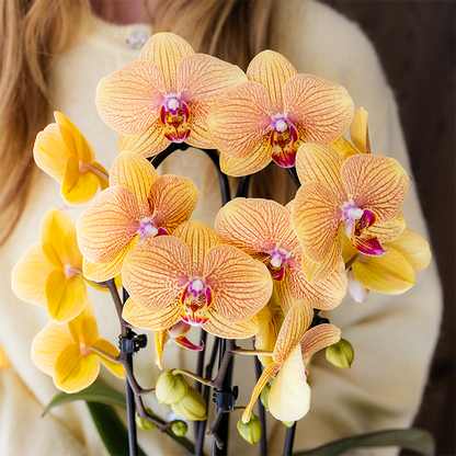 Oranje phalaenopsis orchidee | Sunny Bunny