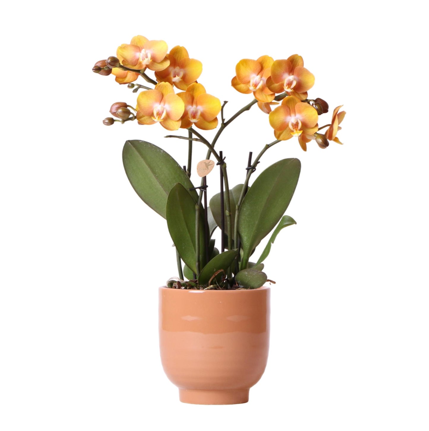 Oranje orchidee - Las Vegas - Glazed sierpot