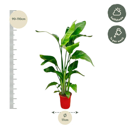 Strelitzia Nicolai ↕70-100 cm - ø17