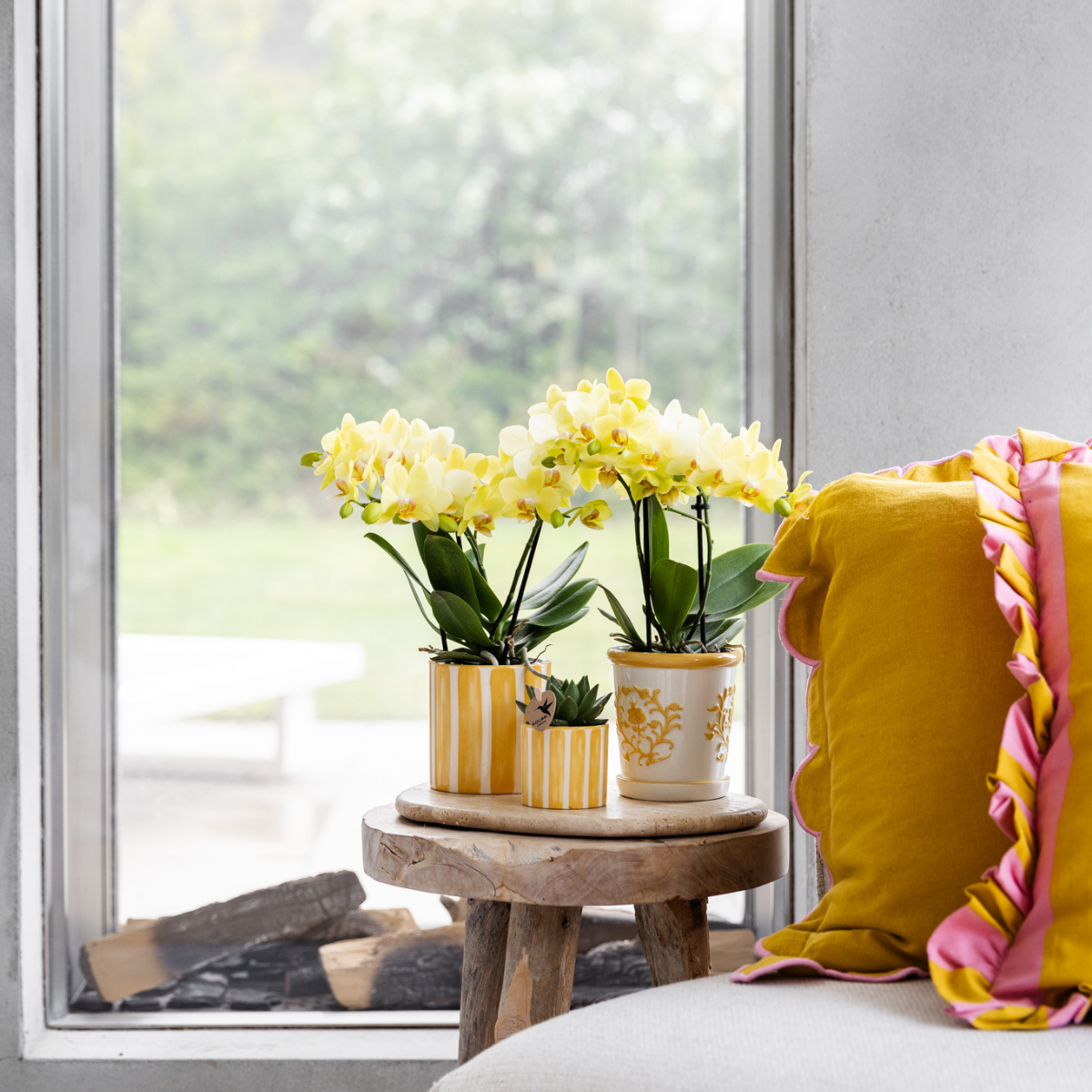 Gele Phalaenopsis orchidee - Albenga
