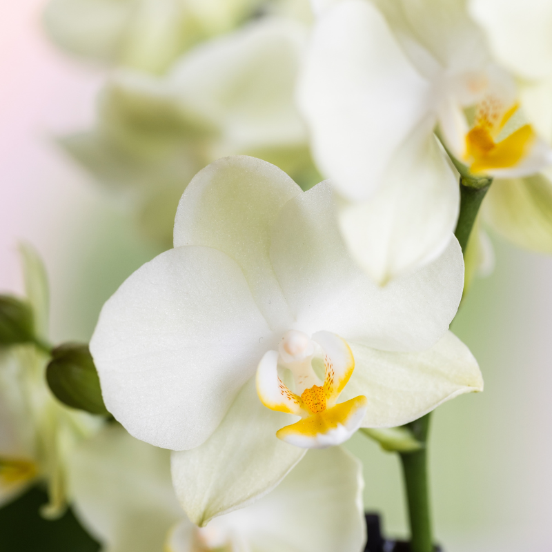 Orchideeënset Diabolo Twin White