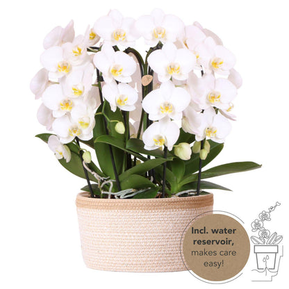 Witte orchideeënset in Cotton Basket incl. waterreservoir