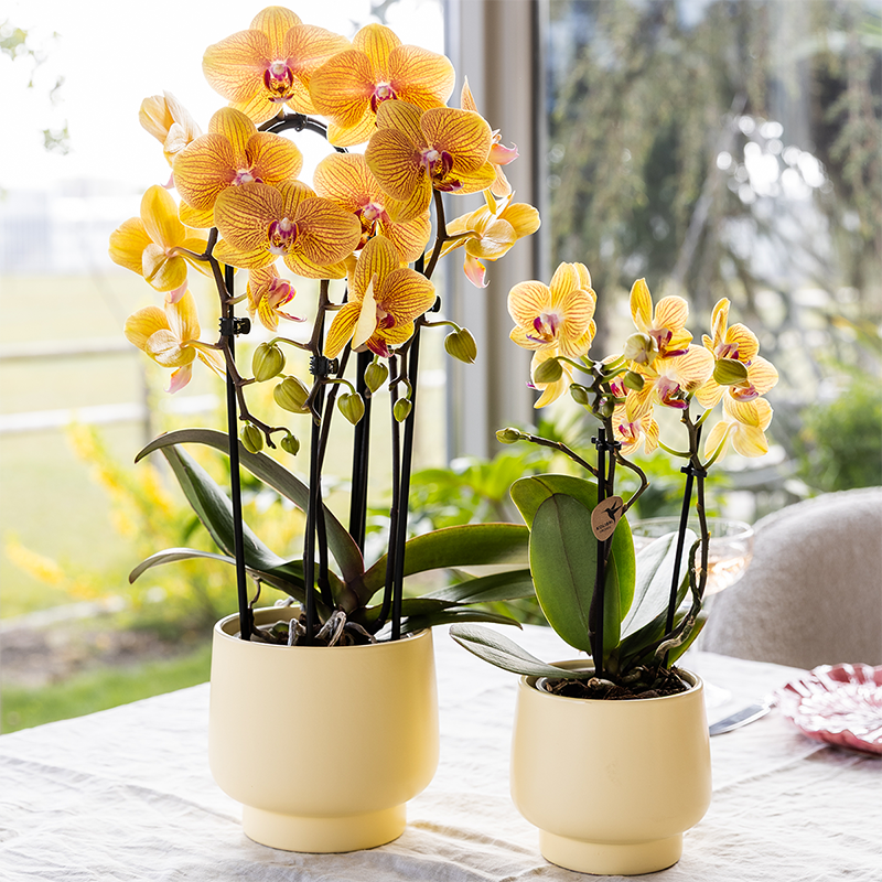 Oranje phalaenopsis orchidee | Sunny Bunny