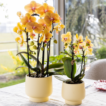 Oranje phalaenopsis orchidee | Sunny Bunny