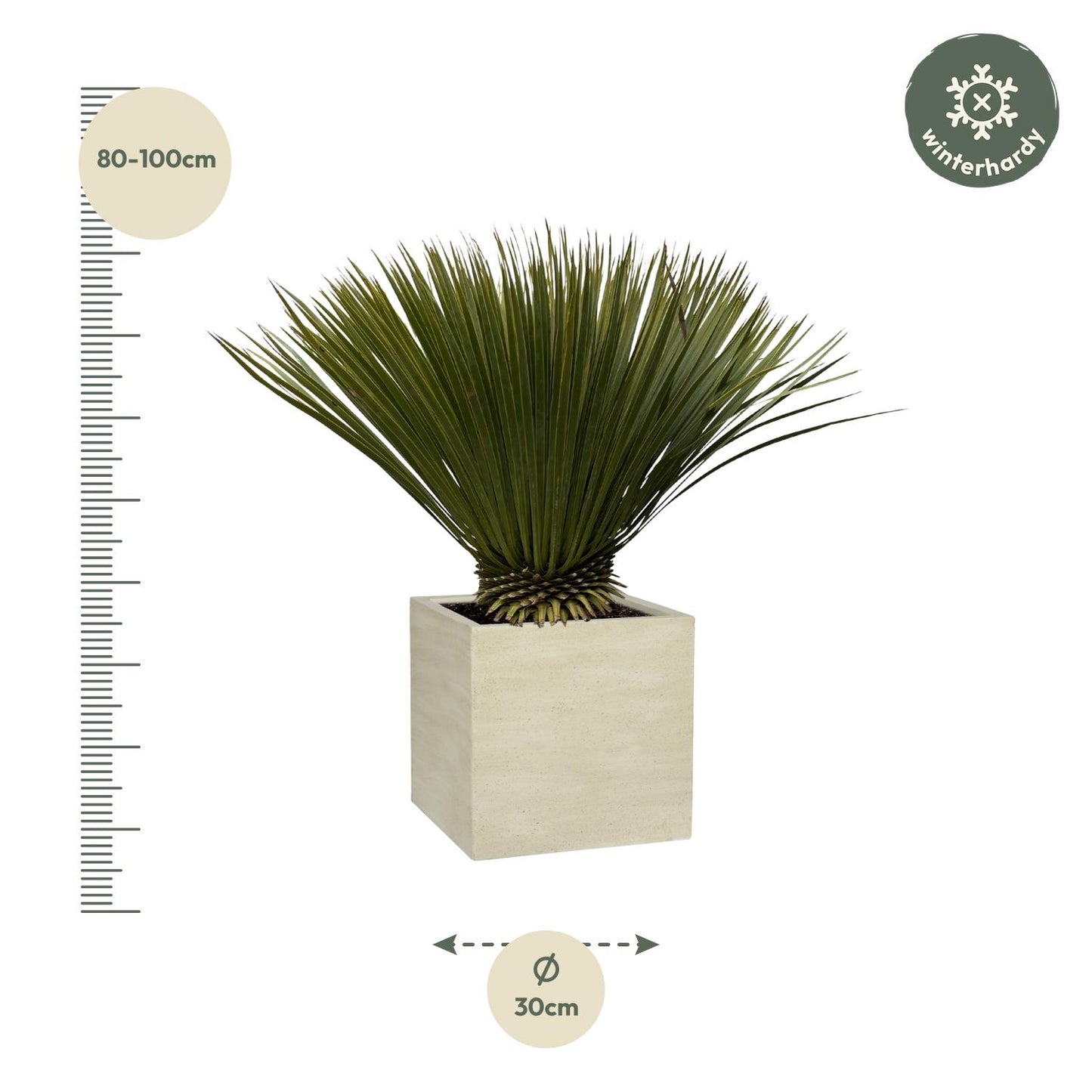 Yucca Rostrata - 75cm- Ø30