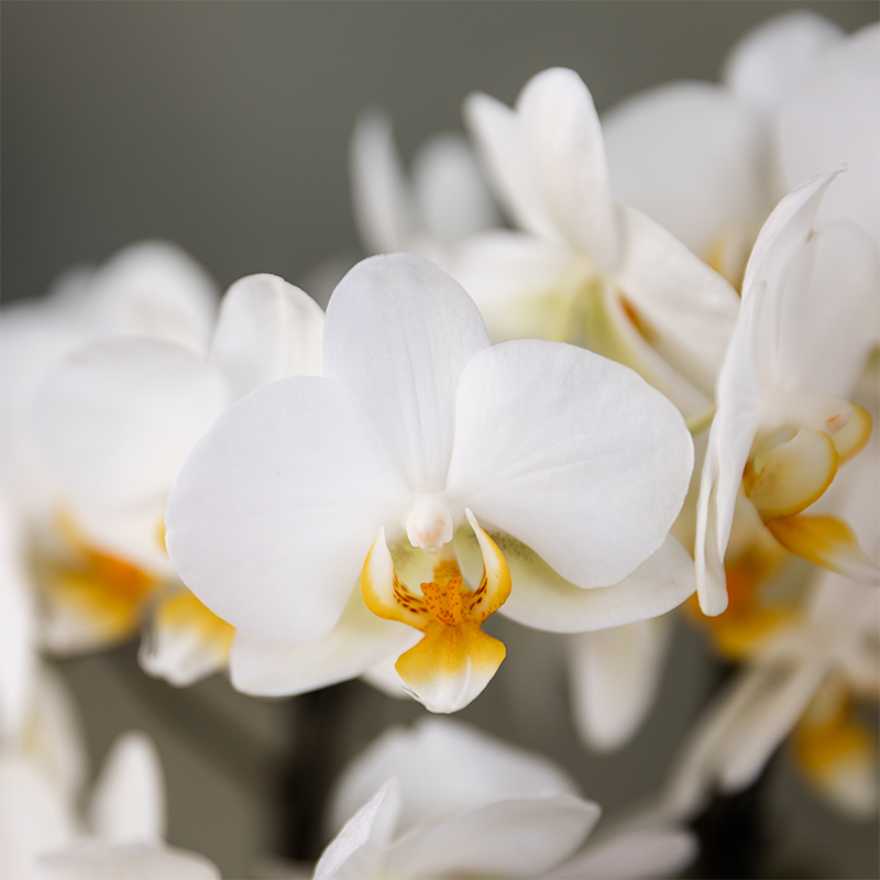 Veel succes |  Lausanne orchidee met pot, kaart & cadeautas
