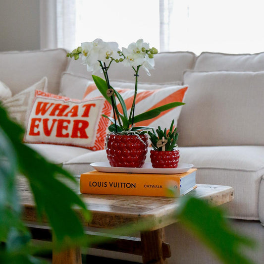 Set witte orchidee + Optimism sierpotten + wit dienblad