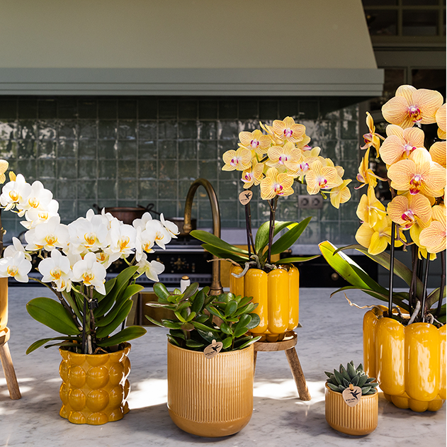 Sunny Bunny orchidee geel/roze + Retro oker sierpot