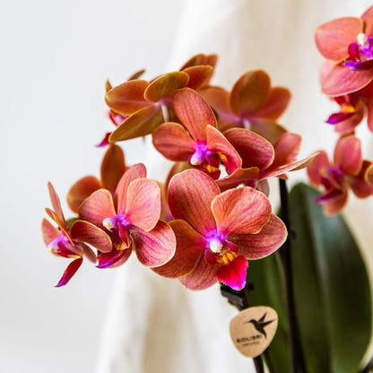 Oranje orchidee Bolzano + Star Fish sierpot