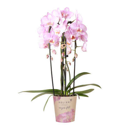 Roze Phalaenopsis orchidee - Niagara Fall