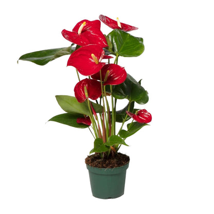 Anthurium Red