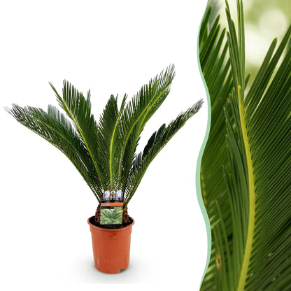 Cycas revoluta - Palmvaren ↕55-65cm - Ø17cm