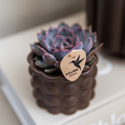 Plantenset Cotton bruin