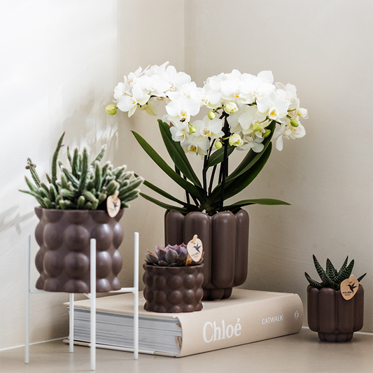 Witte phalaenopsis orchidee  | Zürich