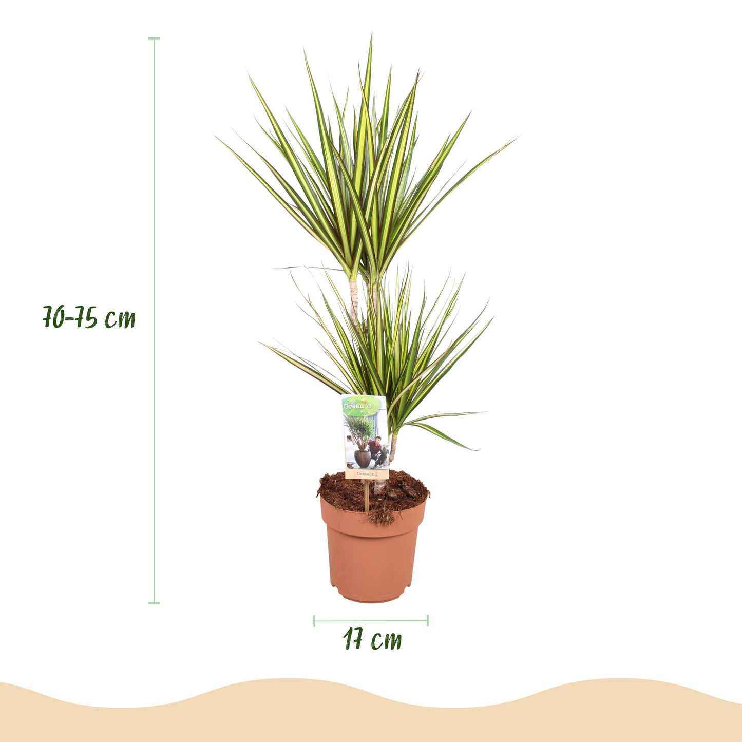 Dracaena Sunray - Drakenbloedboom - Ø17cm ↕70-75cm