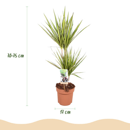 Dracaena Sunray - Drakenbloedboom - Ø17cm ↕70-75cm