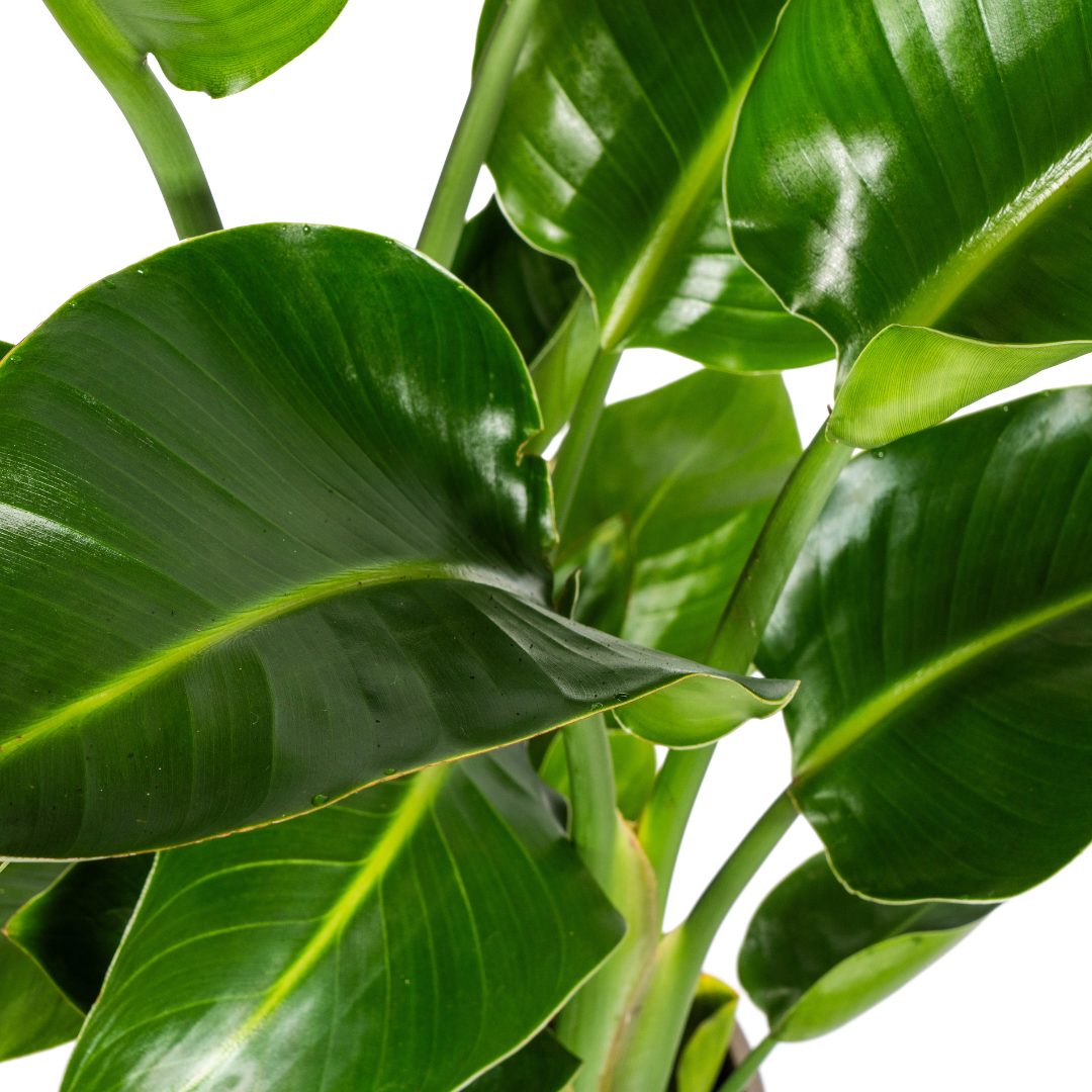 Strelitzia Nicolai met mand Ø21cm - ↕90 - 110cm